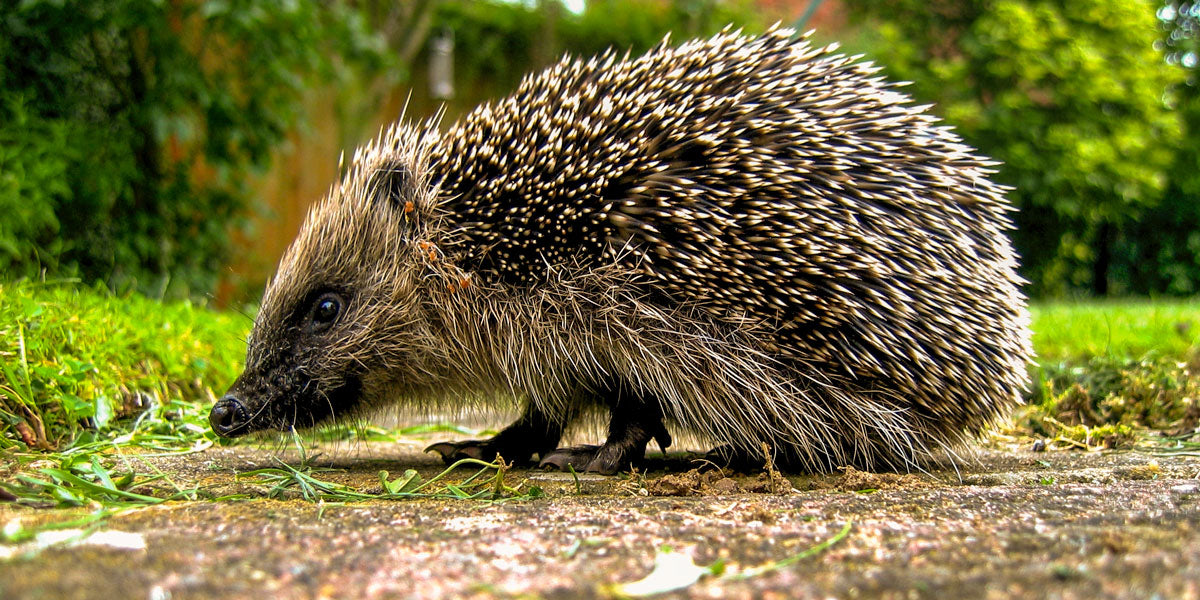 Hedgehog in wildlife-friendly garden