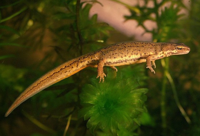 Palmate Newt
