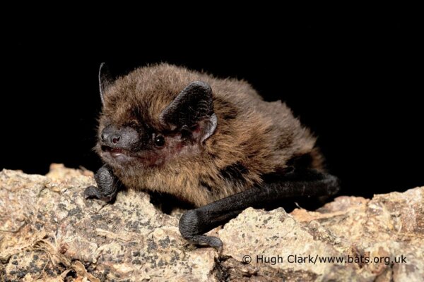 Common Pipistrelle Bat