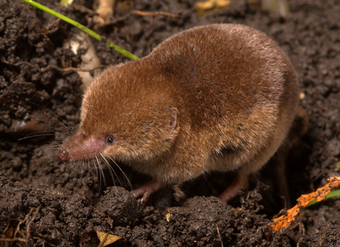 Common Shrew