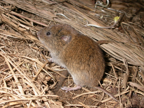 Field Vole