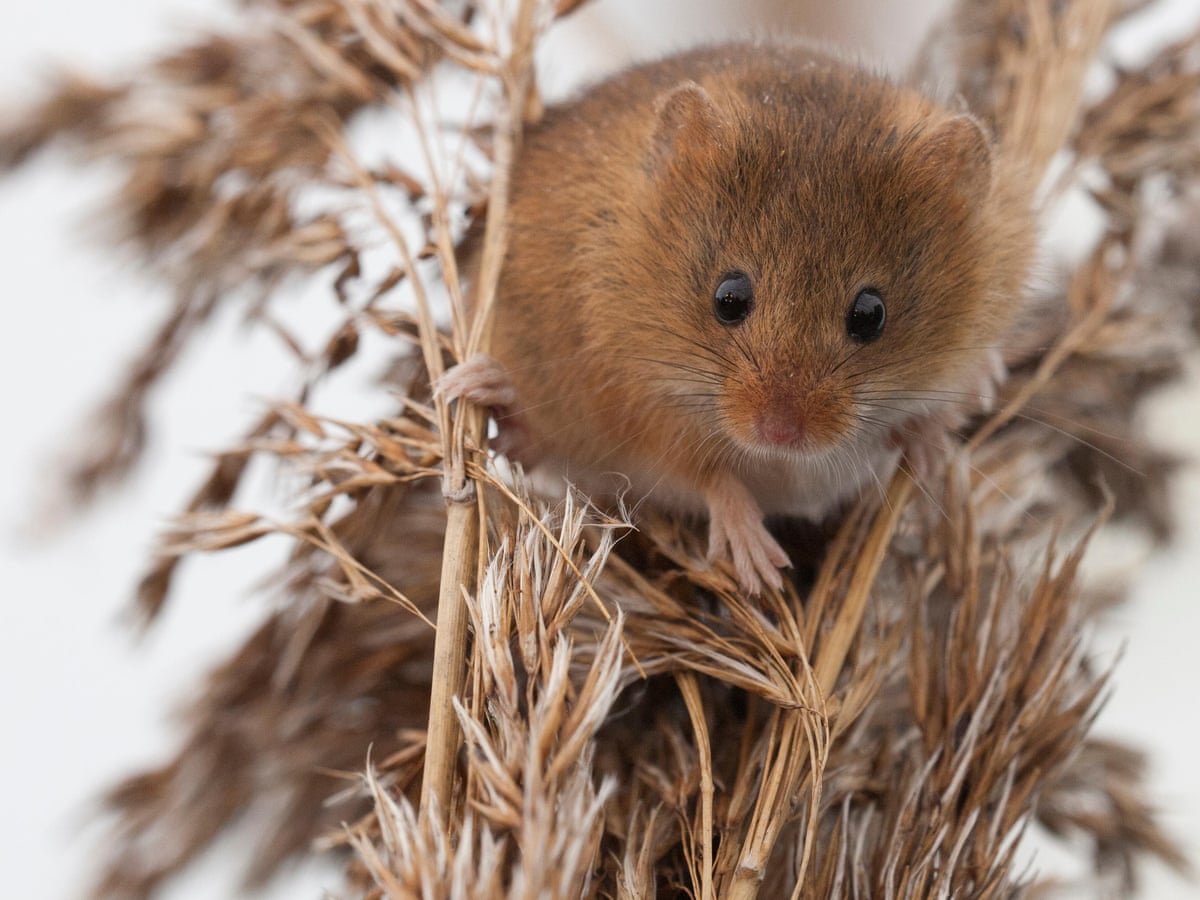 Harvest Mouse