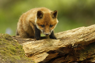 Red Fox