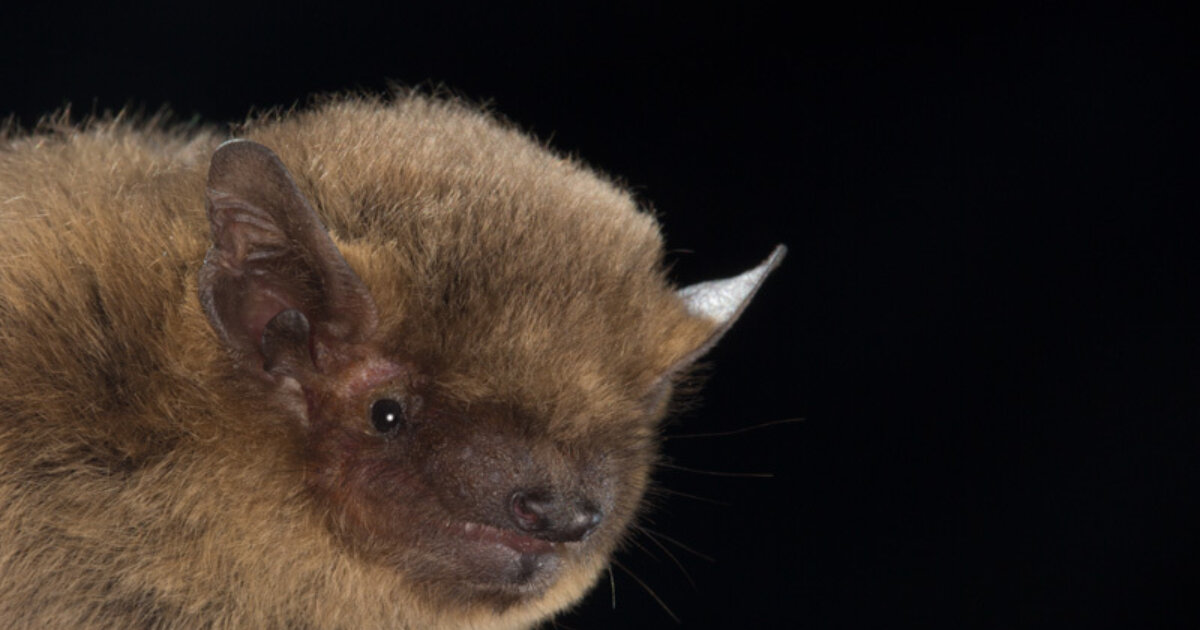 Soprano Pipistrelle Bat