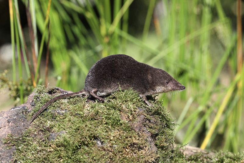 Water Shrew