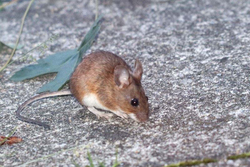 Yellow-necked Mouse