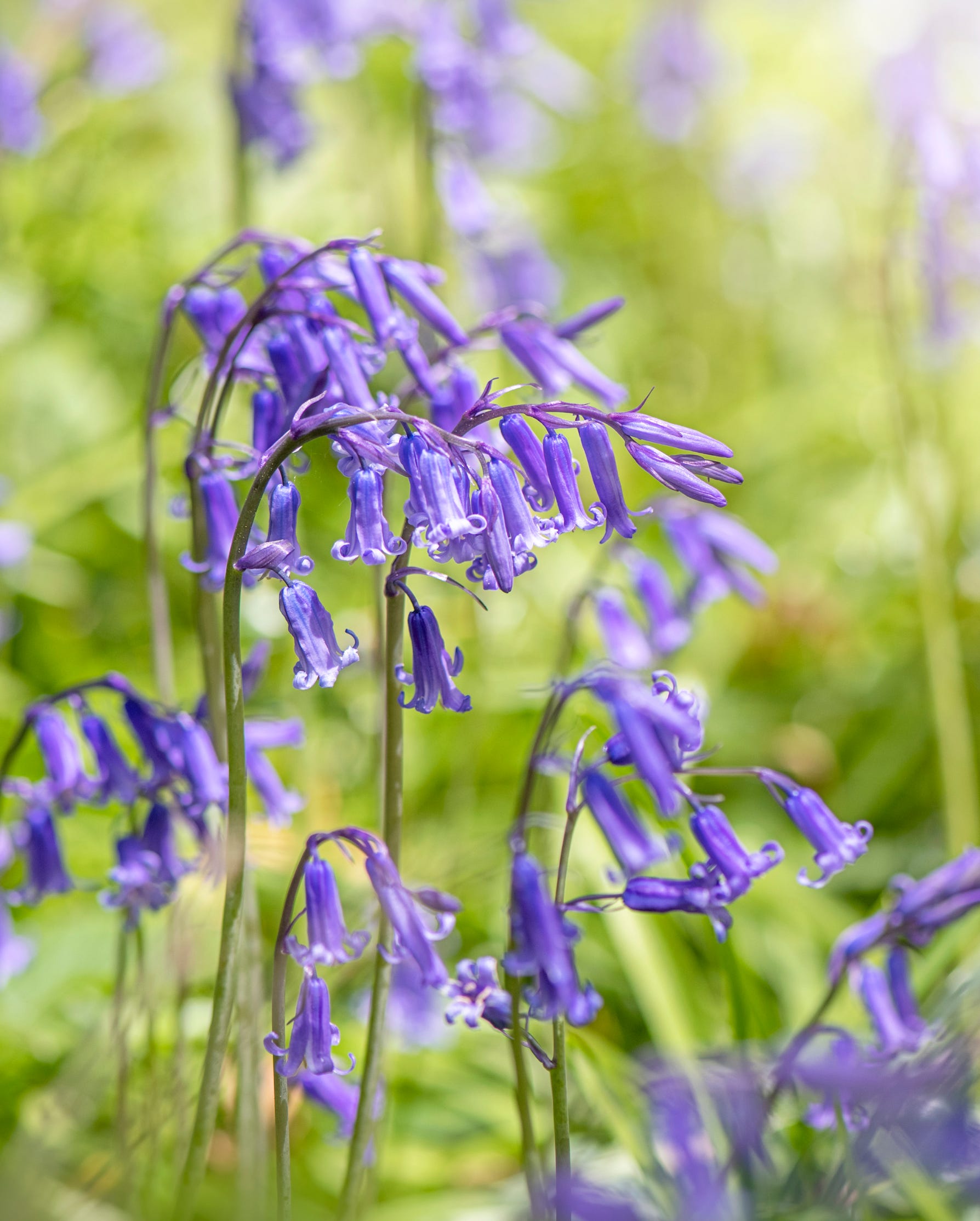Bluebell