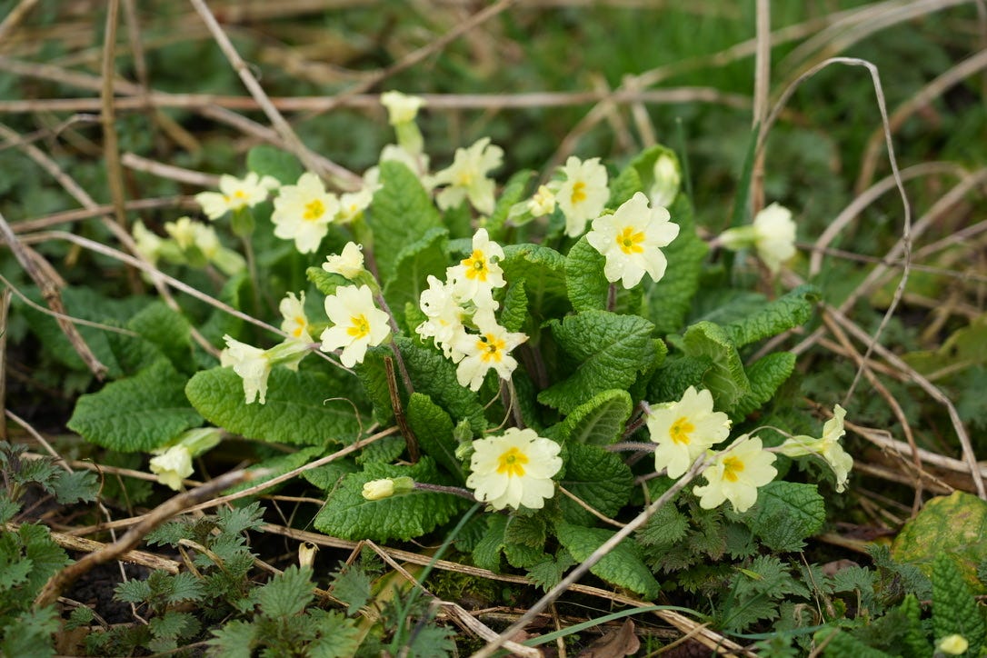 Primrose