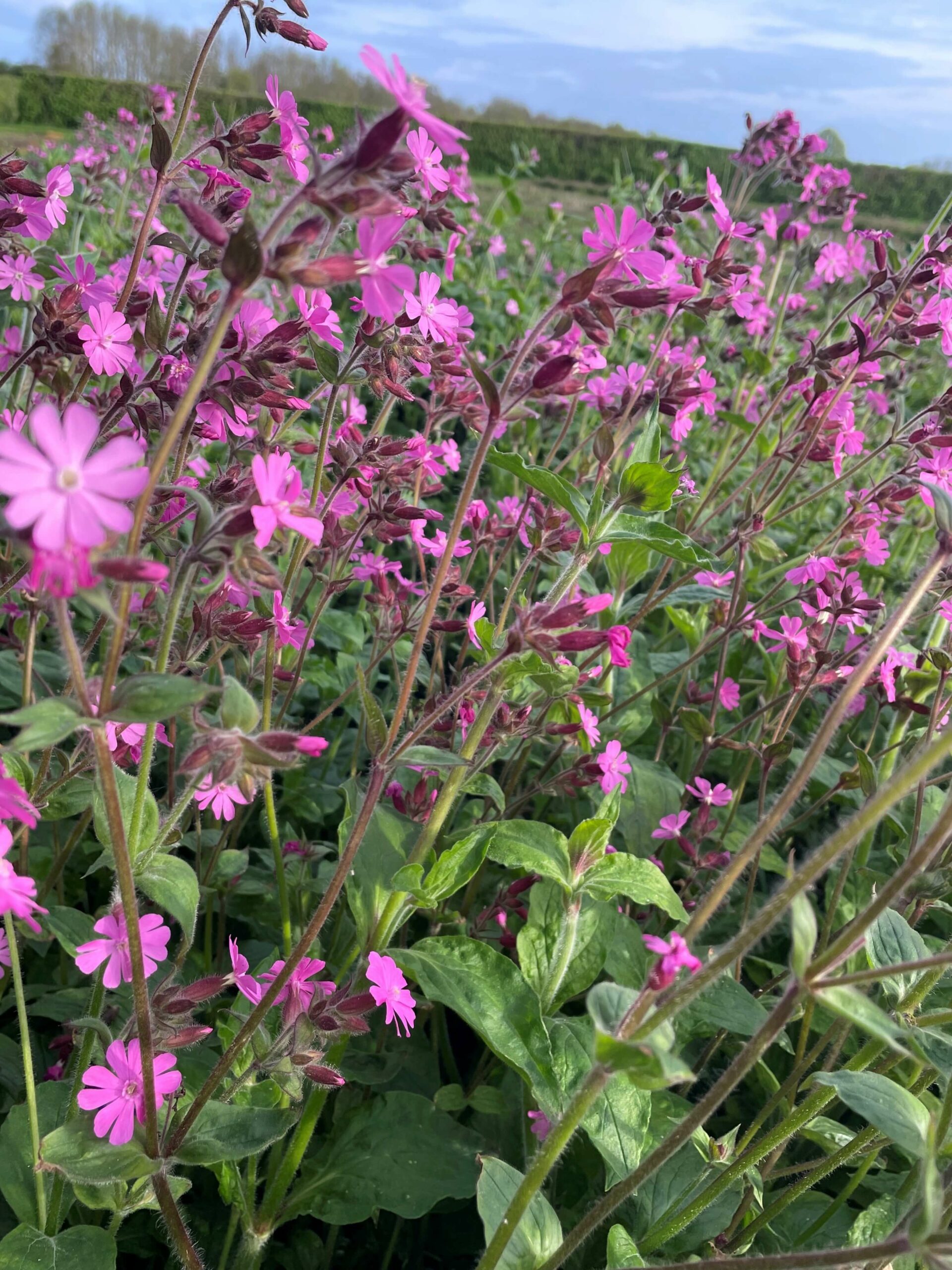 Red Campion