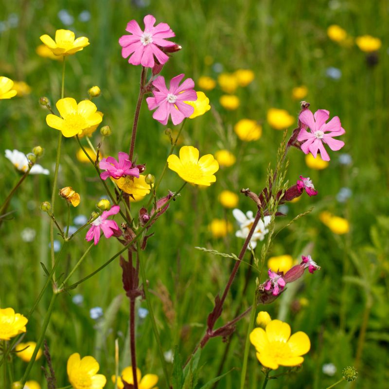 Wildflower Meadow Mix