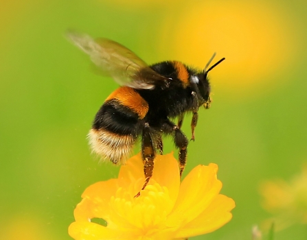 Buff-tailed Bumblebee