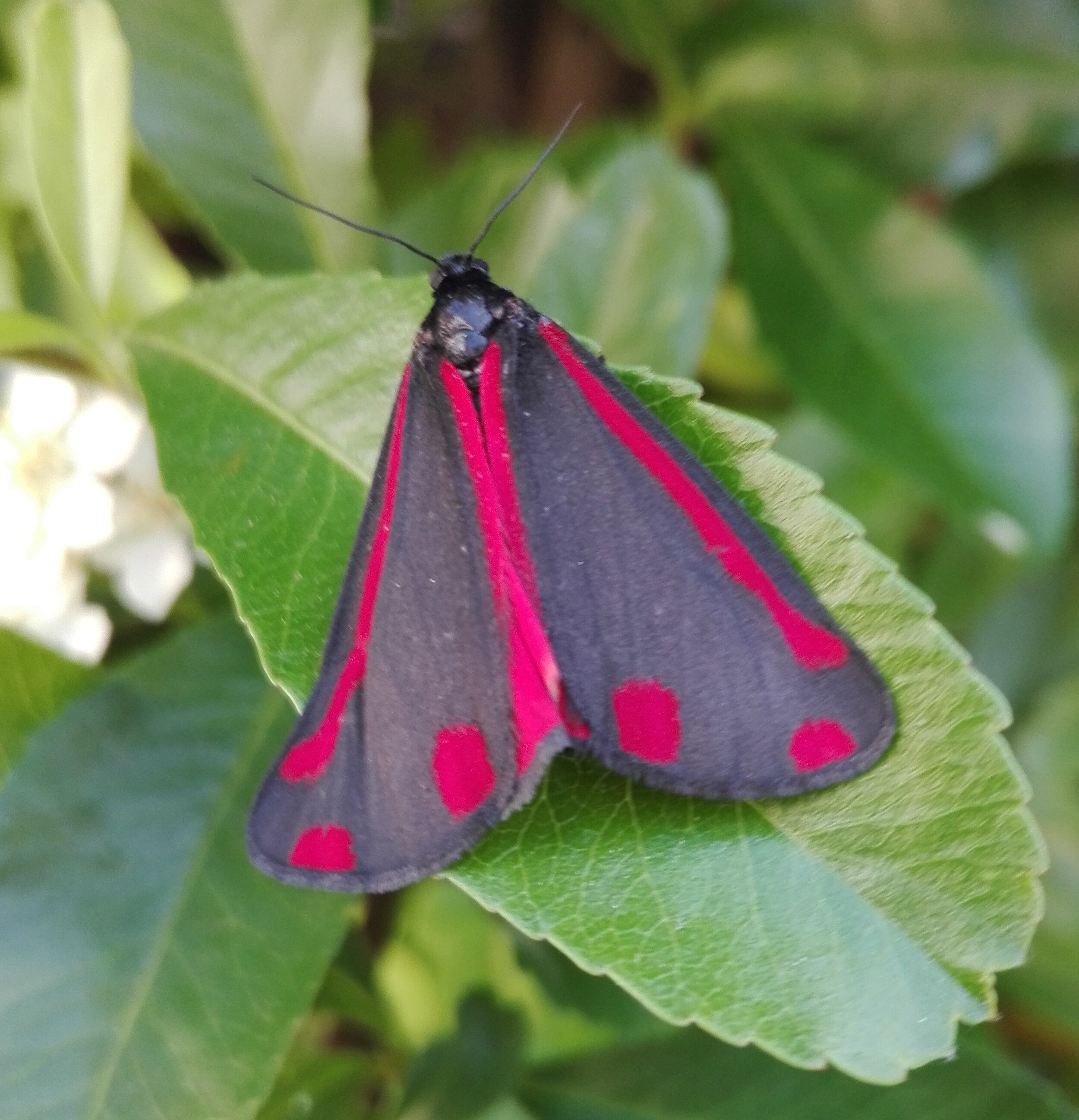 Cinnabar Moth