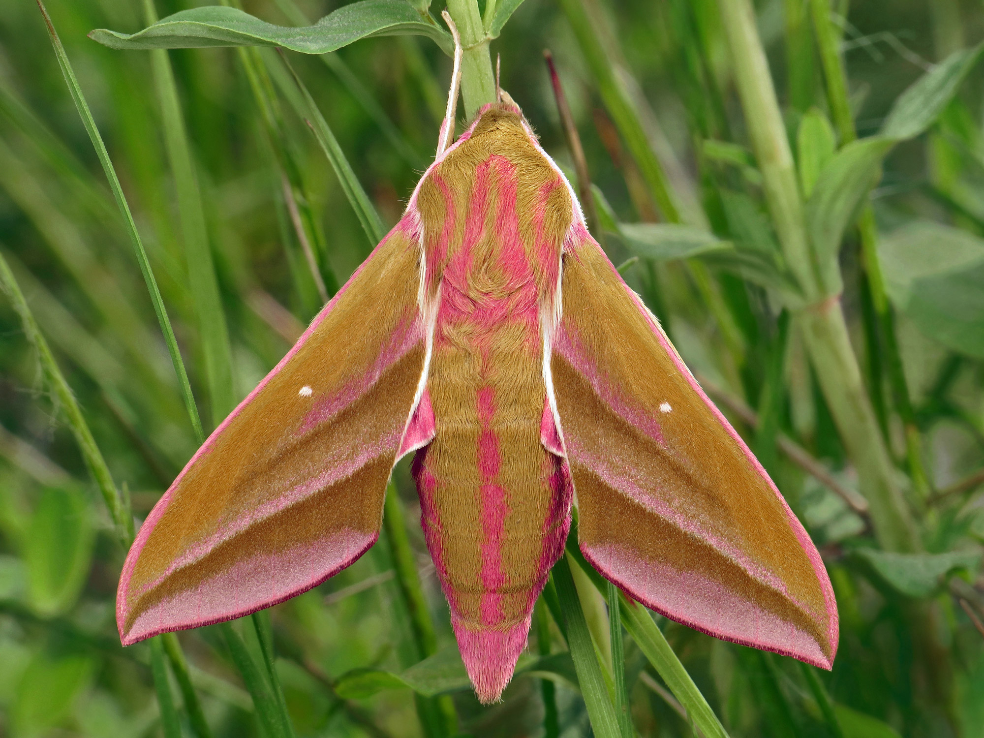 Elephant Hawk-moth