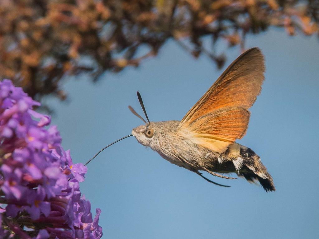 Hummingbird Hawk-moth