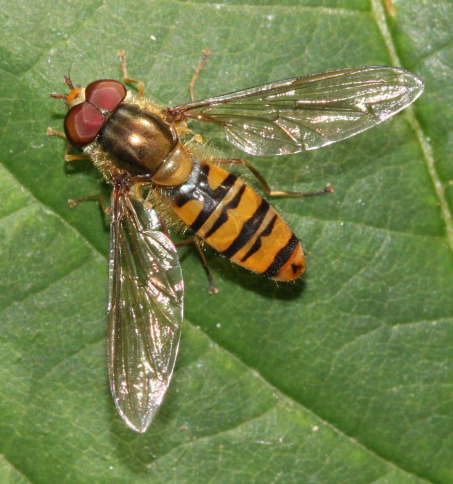 Marmalade Hoverfly