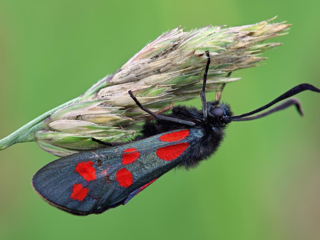 Six-spot Burnet Moth