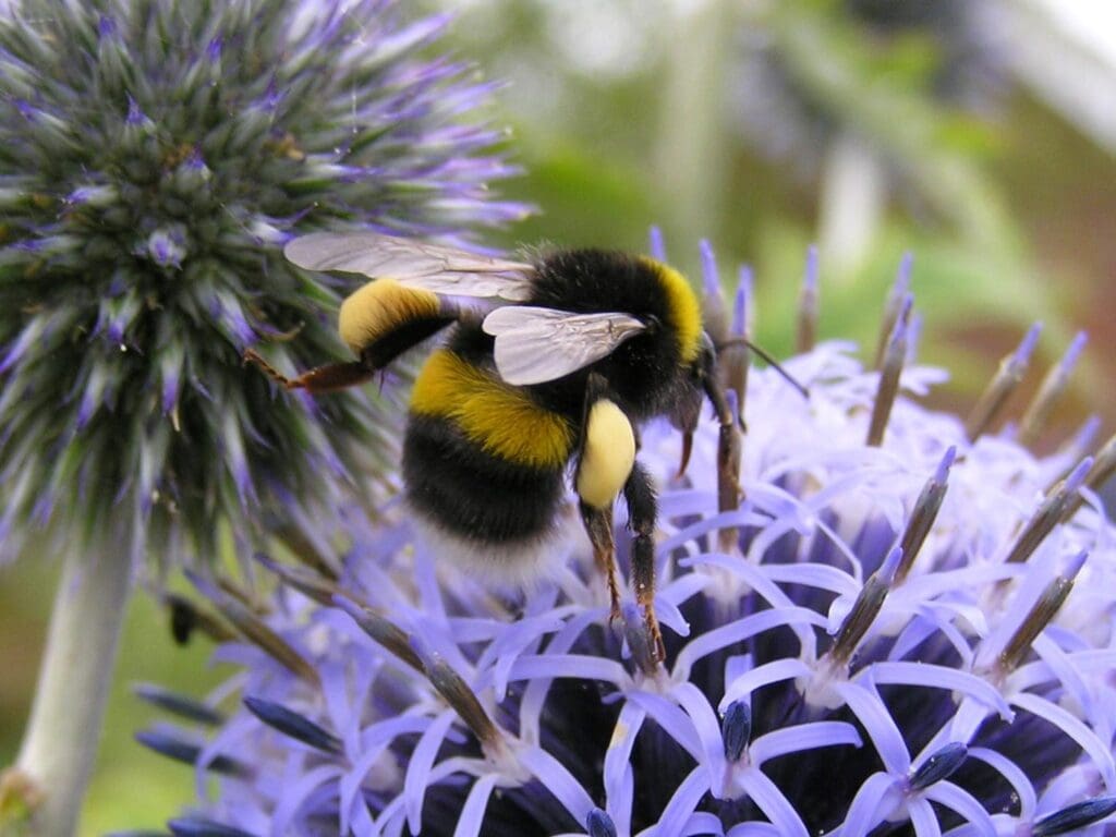 White-tailed Bumblebee