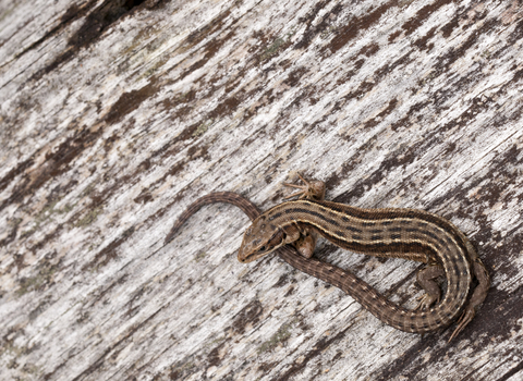 Common Lizard