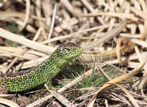 Sand Lizard